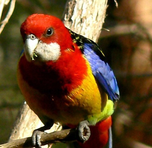 rosella_3_b - papagali rosella