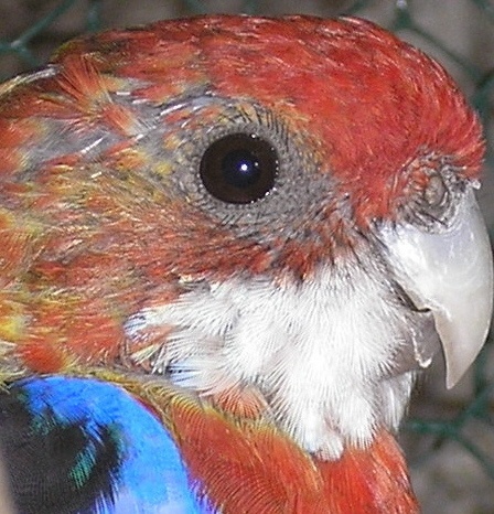 rozela%20pestra_JPG - papagali rosella