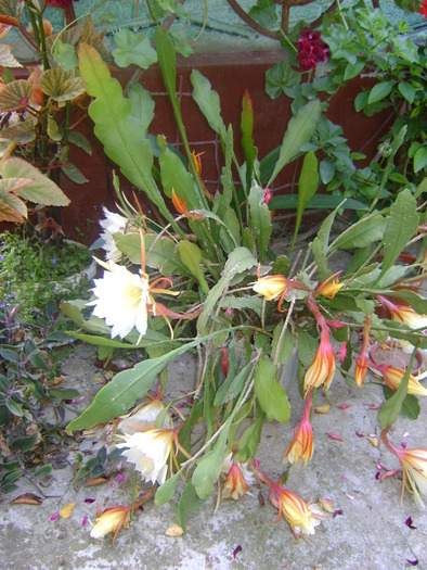 epiphyllum reward