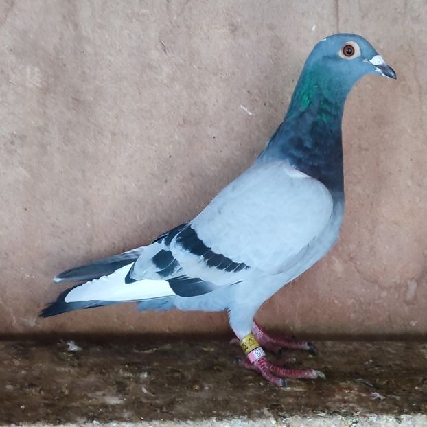 24-734 - Vânat list