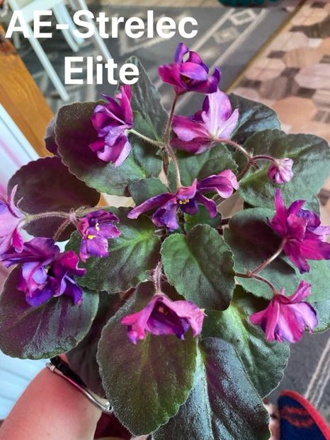  - Violete