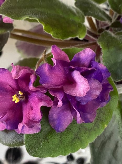  - Violete