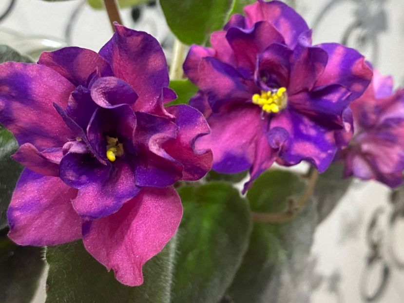  - Violete