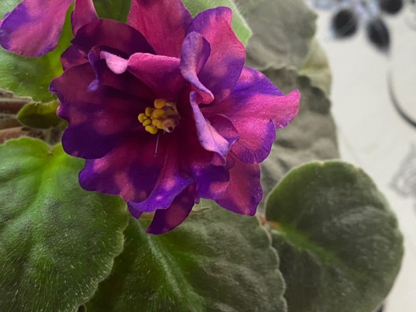  - Violete