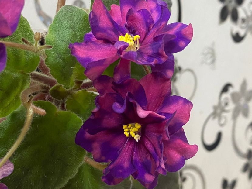  - Violete