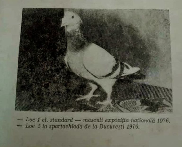 Messenger_creation_381723943196845~2 - 00000000standardul international al porumbelului voiajor