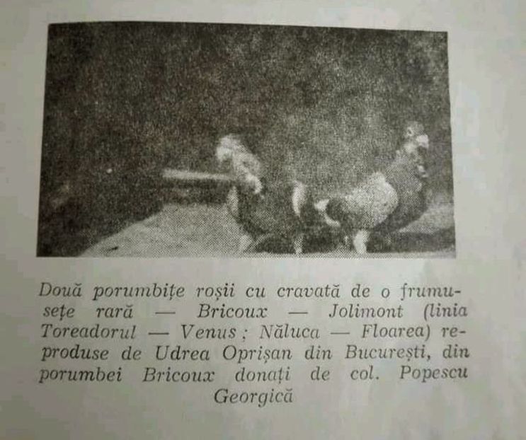 received_575387956704984 - 00000000standardul international al porumbelului voiajor