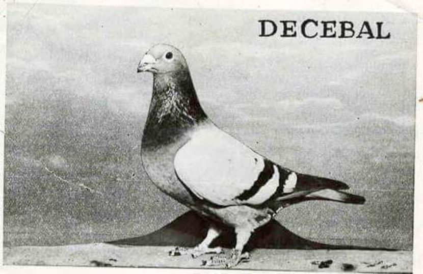 received_279134869440236 - 00000000standardul international al porumbelului voiajor