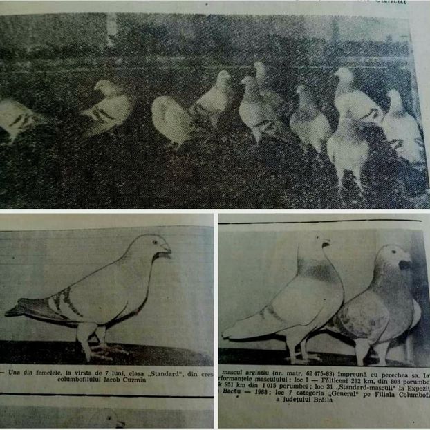 received_348134143215028 - 00000000standardul international al porumbelului voiajor