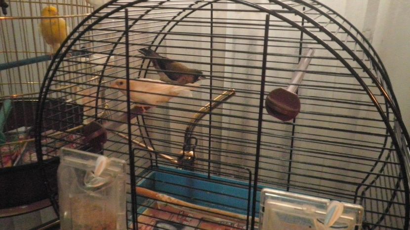 PESCARUSI JAPONEZI - CANARI MOZAIC