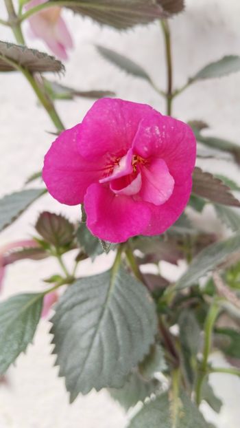  - 2024-BriD s SARAH GRITZAN