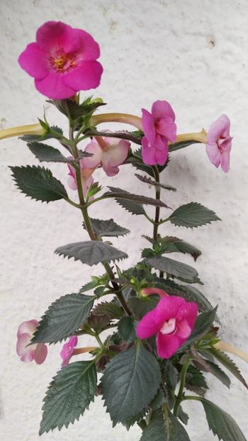  - 2024-BriD s SARAH GRITZAN