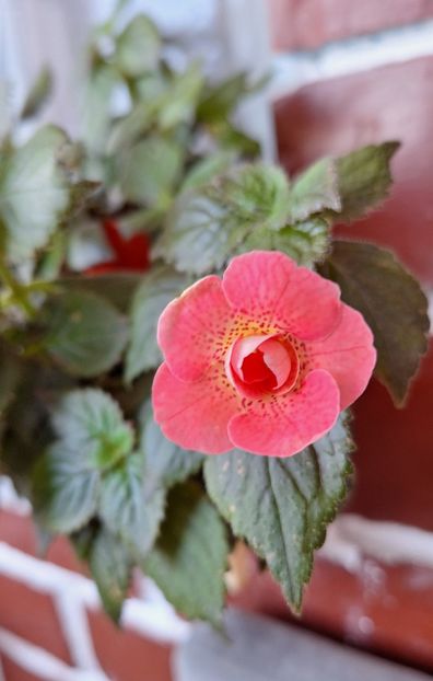 Rfs Pink Swan - 15 Achimenes 2024