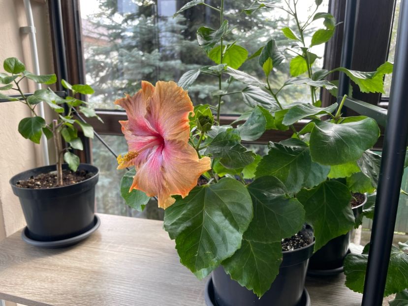  - 001 - Hibiscusi 2024 - 2