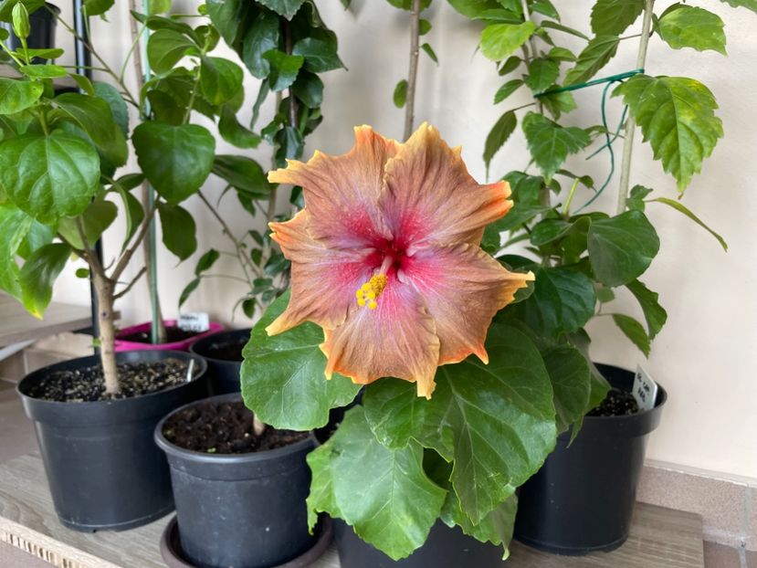  - 001 - Hibiscusi 2024 - 2