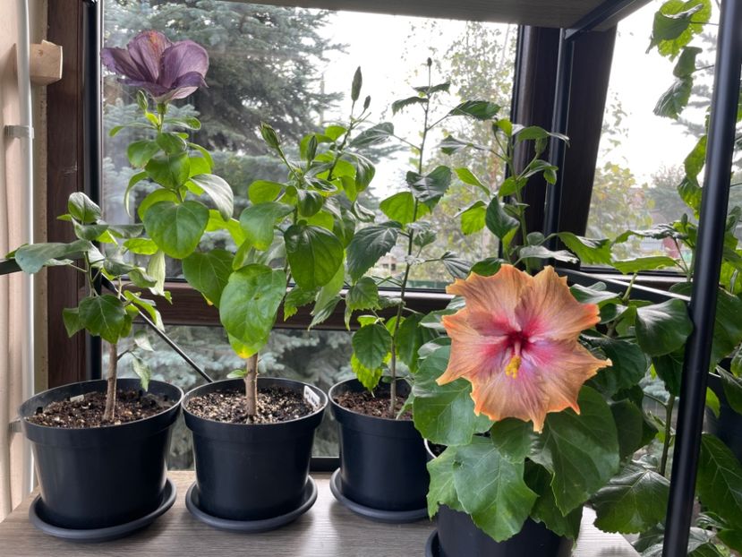  - 001 - Hibiscusi 2024 - 2