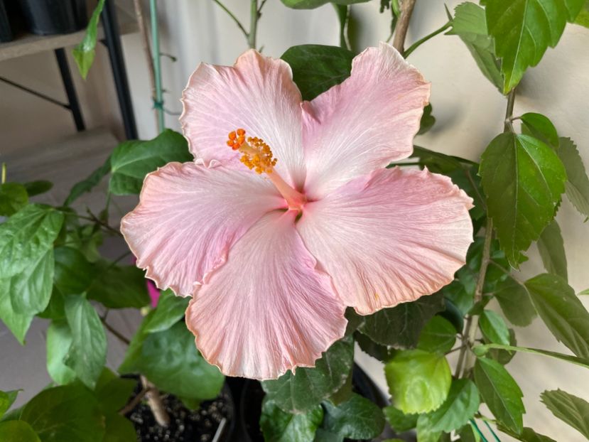  - 001 - Hibiscusi 2024 - 2