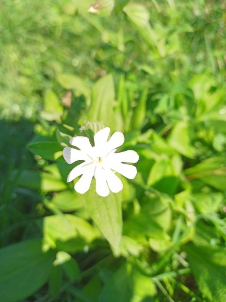 Gușă porumbelului - Flori de camp