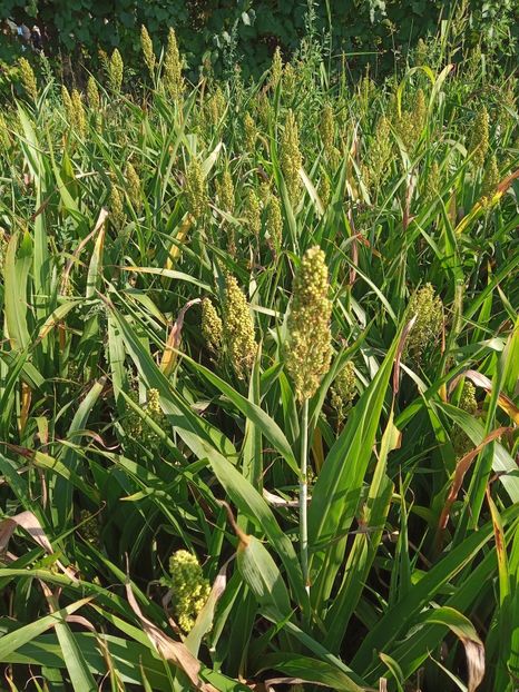 Sorg - Cereale si plante tehnice