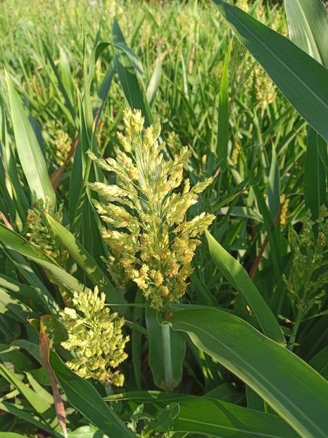 20e2d069-ac01-49e3-bae9-c8ee262f9496-1_all_1438 - Cereale si plante tehnice