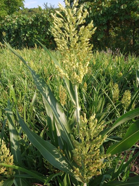 20e2d069-ac01-49e3-bae9-c8ee262f9496-1_all_1439 - Cereale si plante tehnice