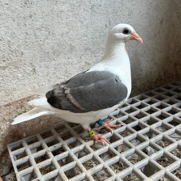  - Nu îmi aparțin 7