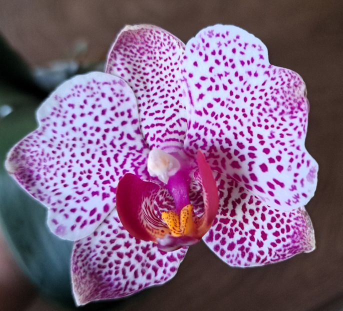  - Phalaenopsis 3