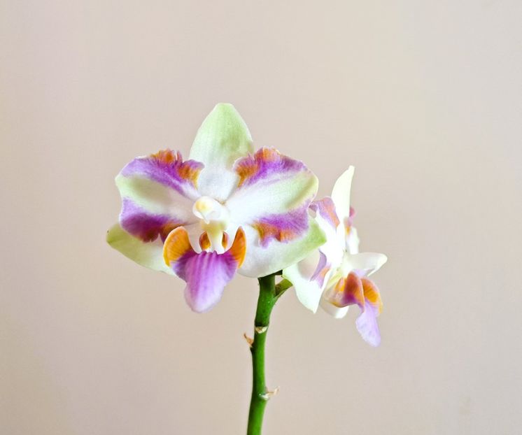  - Phalaenopsis 3