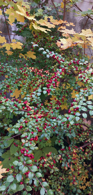  - 2024 - 03 - Toamna