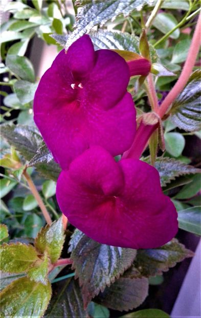  - 000015ACHIMENES