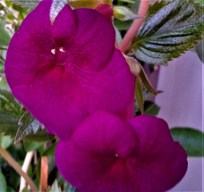  - 000015ACHIMENES
