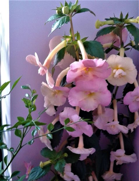  - 000015ACHIMENES
