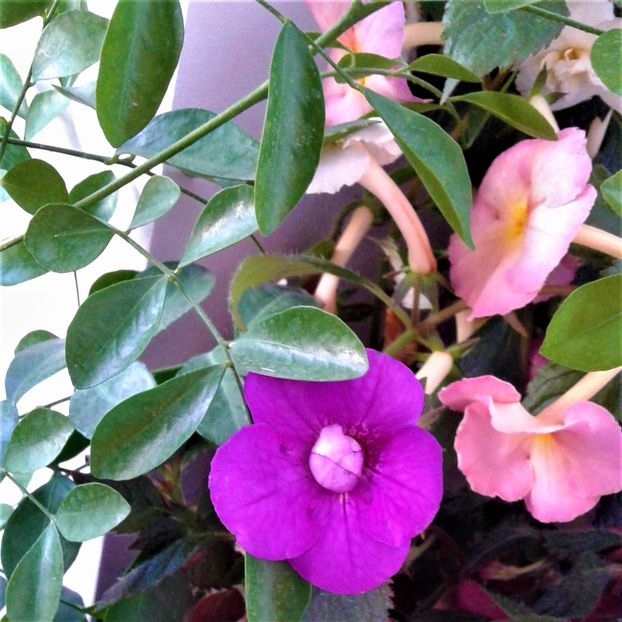  - 000015ACHIMENES