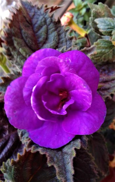  - 000015ACHIMENES