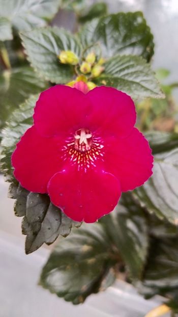  - 2024-RF s ROYAL RED