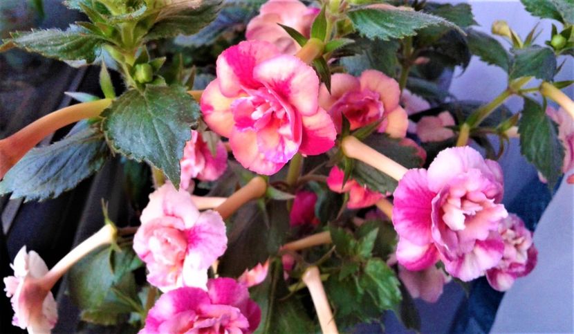  - 000015ACHIMENES