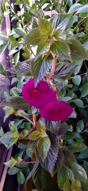  - 000015ACHIMENES