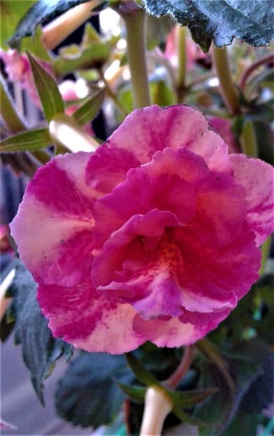  - 000015ACHIMENES