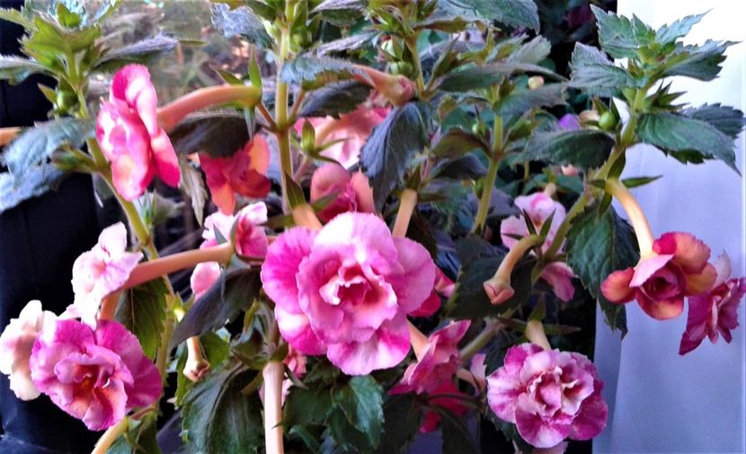  - 000015ACHIMENES