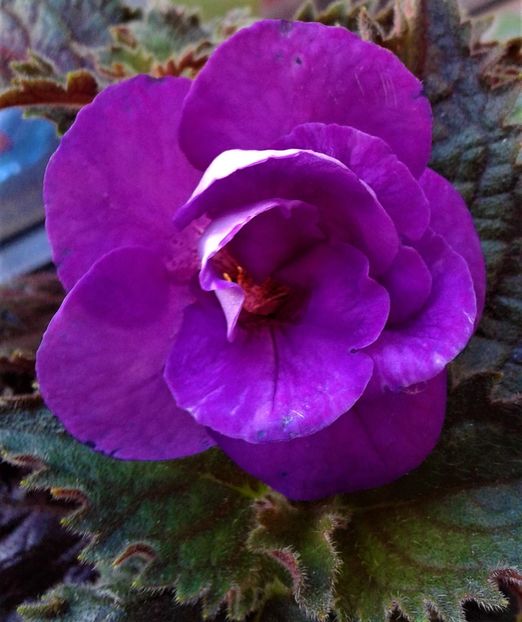  - 000015ACHIMENES