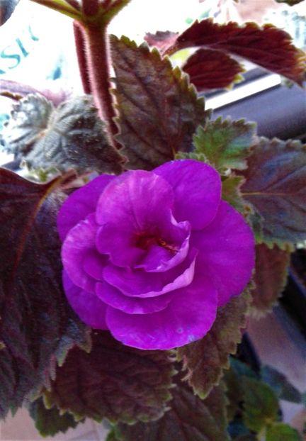  - 000015ACHIMENES