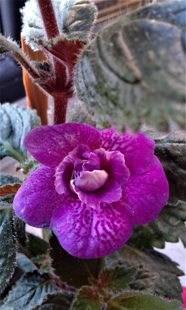 20241013_082101-5 - 000015ACHIMENES