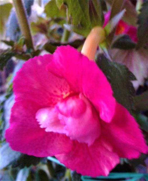  - 000015ACHIMENES