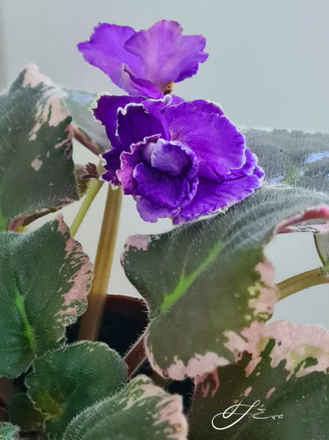  - EK-Nariadnaya Kukolka