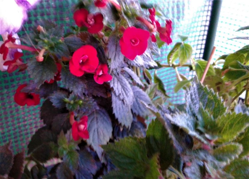  - 000015ACHIMENES