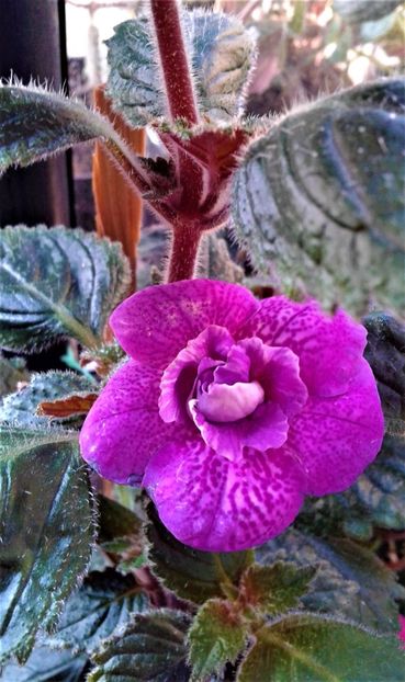 20241013_082627-1 - 000015ACHIMENES