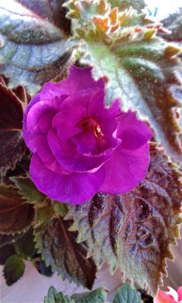  - 000015ACHIMENES