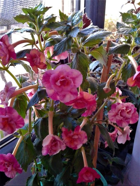  - 000015ACHIMENES