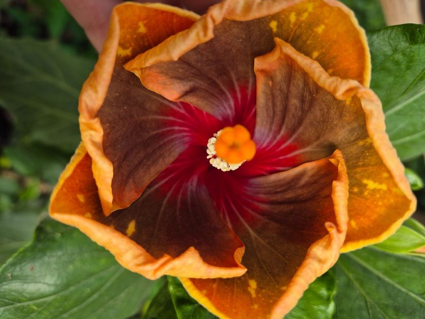  - MMT Pamant Romanesc