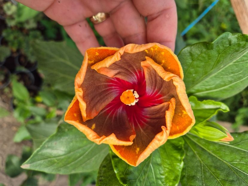  - MMT Pamant Romanesc